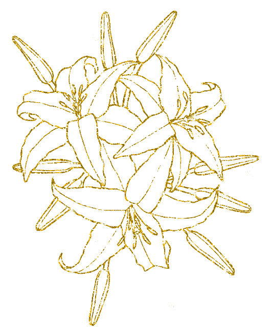 lilies