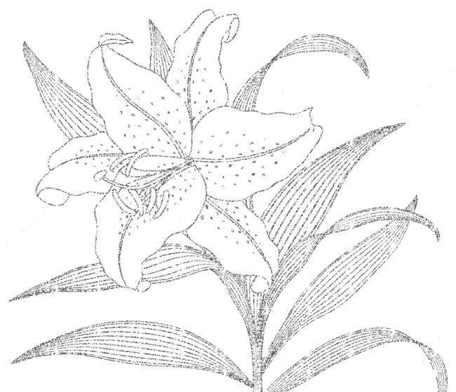 lilies