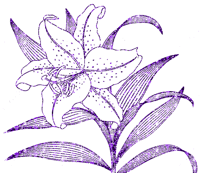 lilies