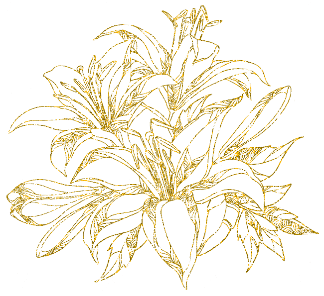 lilies