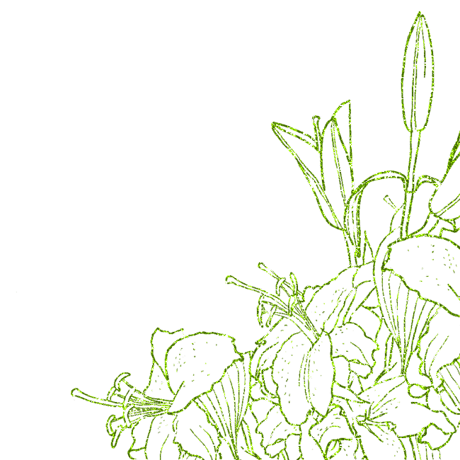 lilies