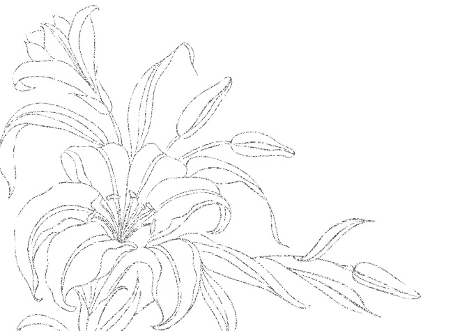 lilies