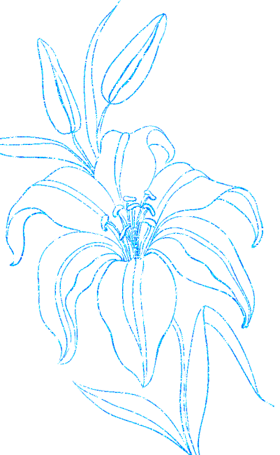 lily