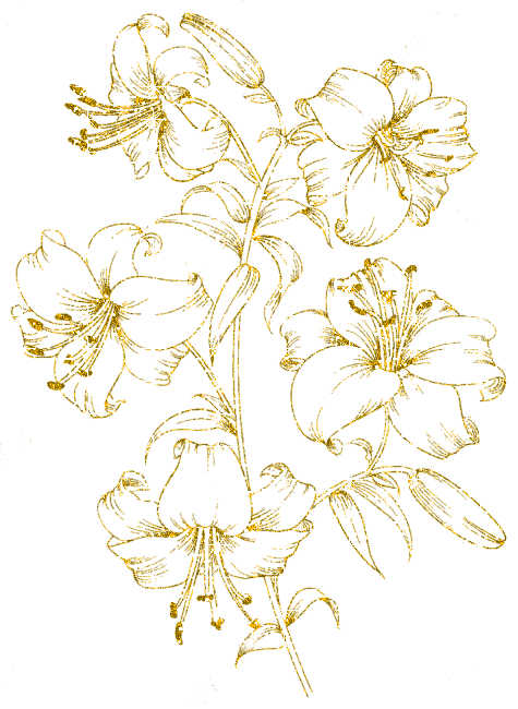 lilies