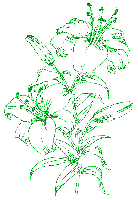 lilies