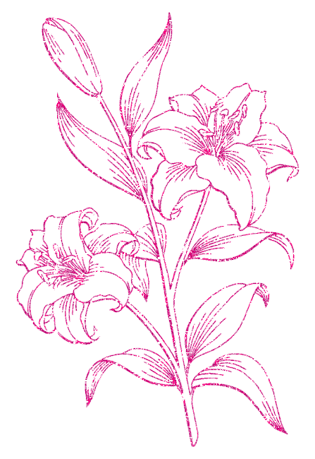 lilies