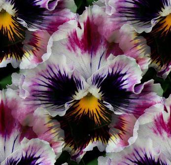 pansy