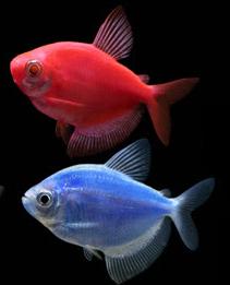 fish