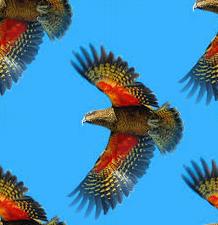 kea