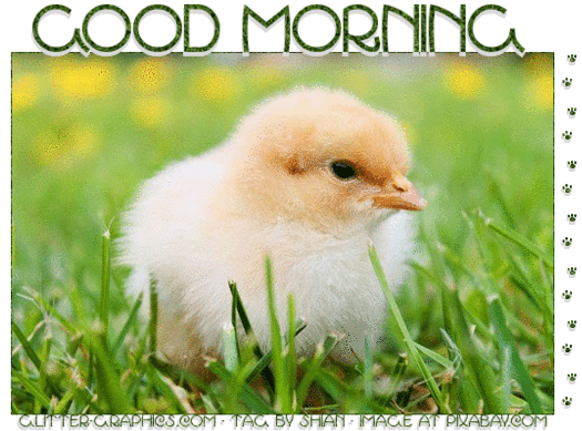 GOOD MORNING, CHICK, GREETINGS, TEXT