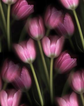 pink tulip