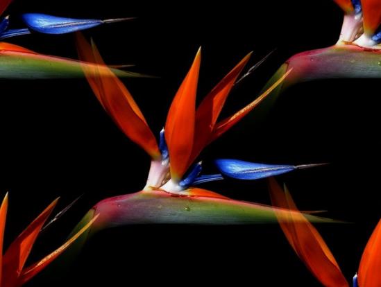 strelitzia