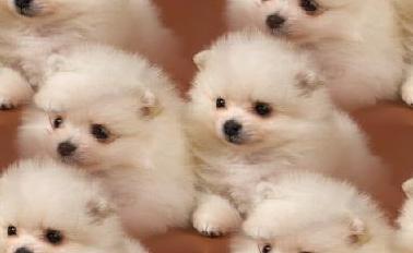 pomeranian puppy
