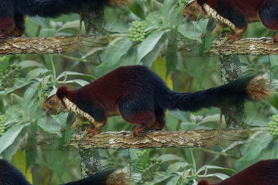 palm squirrel