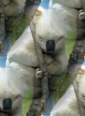 albino koala