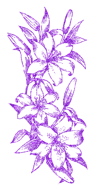 lilies
