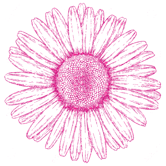 daisy