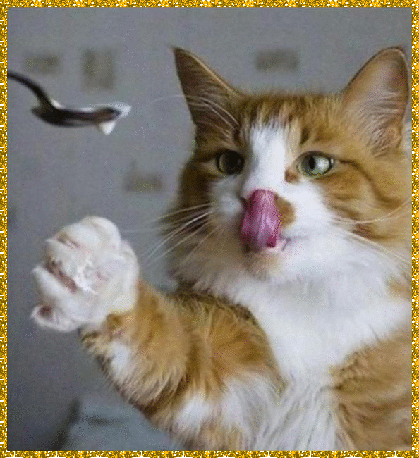 cat