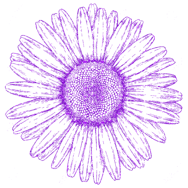 daisy