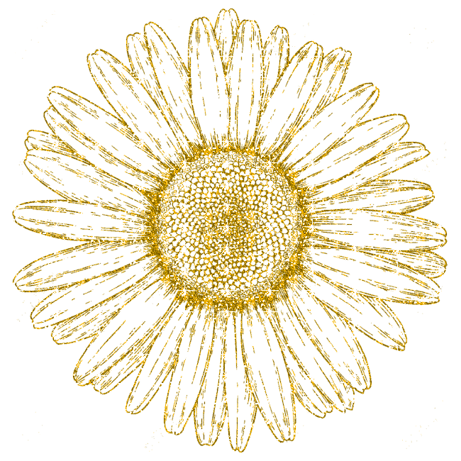 daisy