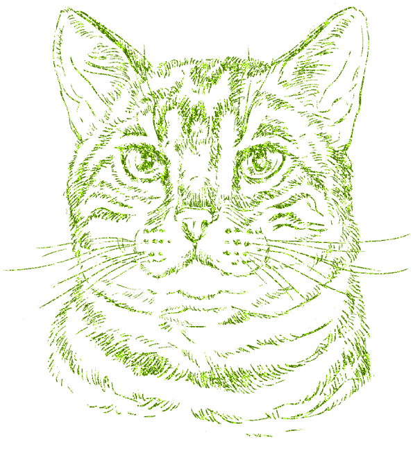 cat
