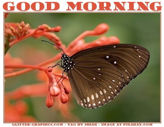 GOOD MORNING, ANIMALS, BUTTERFLY, TEXT