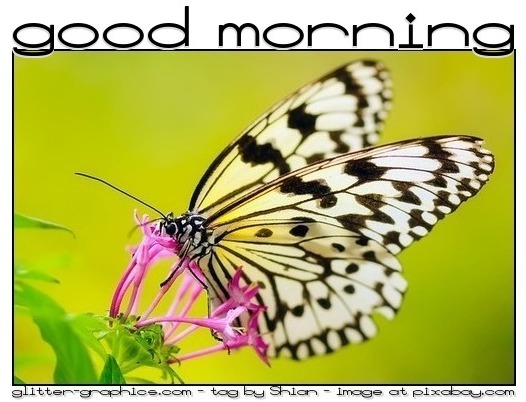 GOOD MORNING, BUTTERFLY, NATURE, TEXT