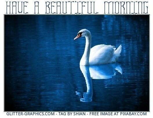 HAVE A BEAUTIFUL MORNING, SWAN, TEXT, ANIMALS