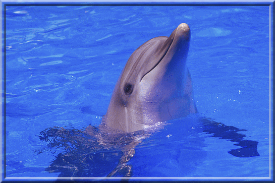 Dolphin