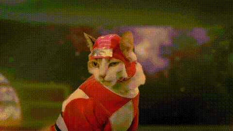 cat dressed up in a red costume