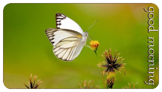GOOD MORNING, ANIMALS, BUTTERFLY, TEXT