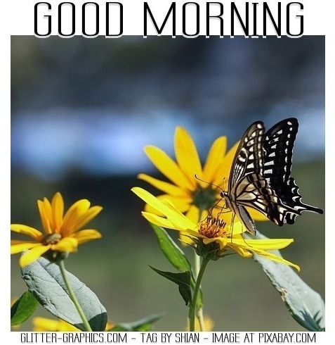 GOOD MORNING, BUTTERFLY, FLOWERS, TEXT
