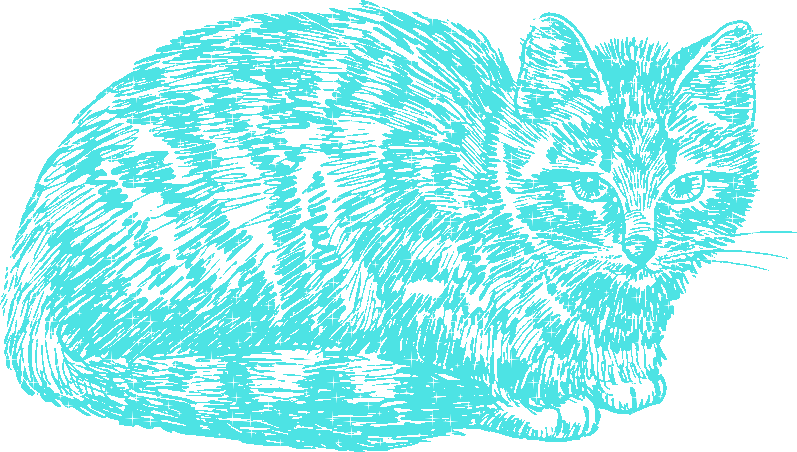 cat