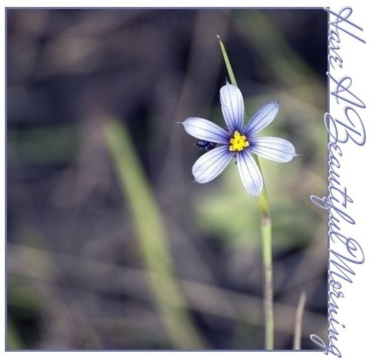 HAVE A BEAUTIFUL MORNING, FLOWER, TEXT