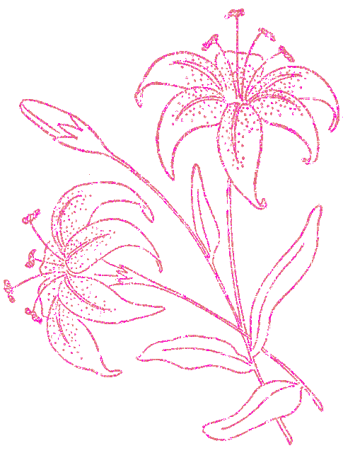 lilies