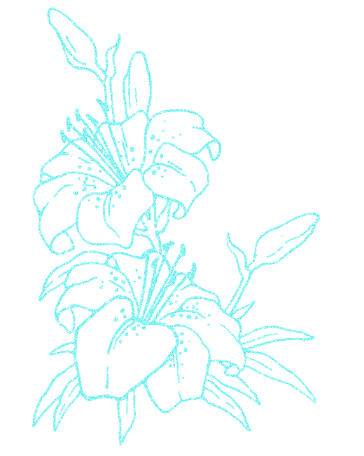 lilies