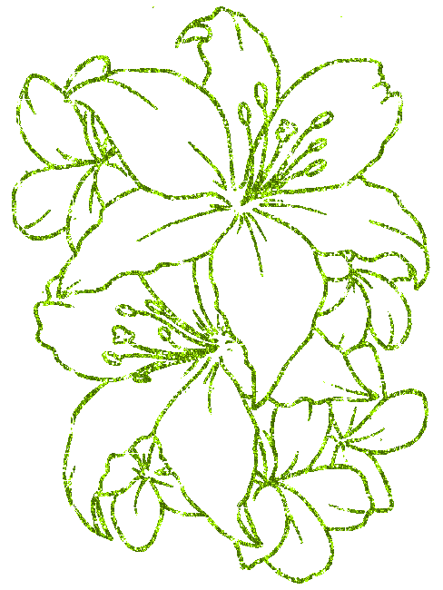 lilies