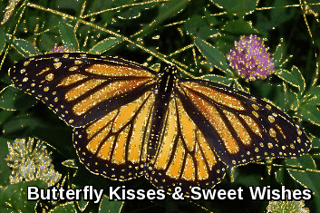 Butterfly Kisses