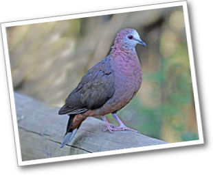 afrikai citromgalamb