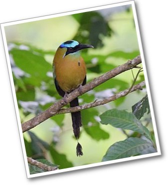 DiadÃ©m motmot