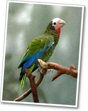 kubai amazon