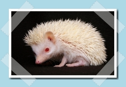 albino sÃ¼n