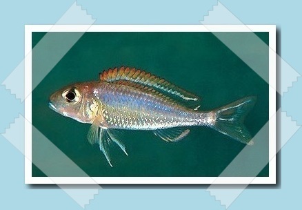 ezÃ¼st homoksÃ¼gÃ©r