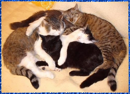cats