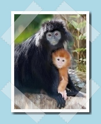 fekete langur