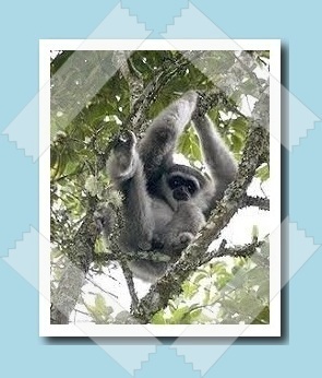 ezÃ¼stgibbon