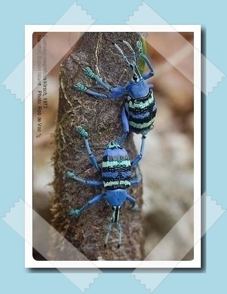eulophus magnificus
