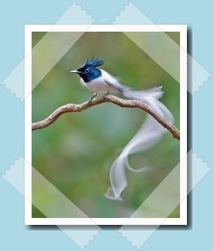 Ã¡zsiai flycatcher