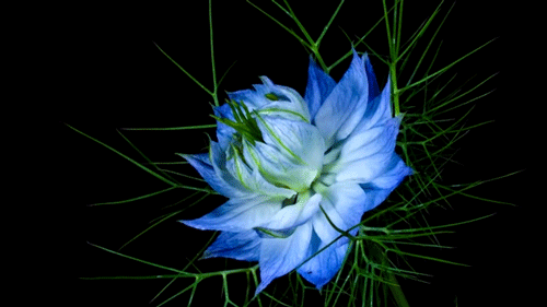 blue flower
