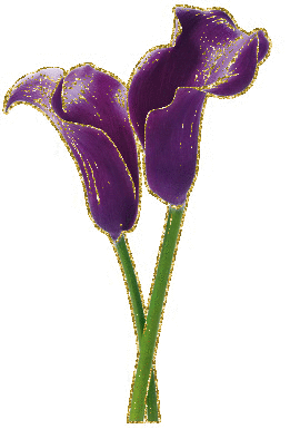 purple callas